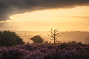 baum-landschaft-sonnenaufgang-2108210600