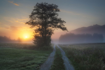 baum-moor-oberbayern-filze-2208300538