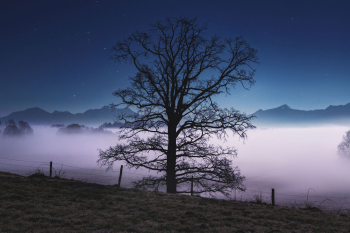 baum-nacht-nebel-2103030242