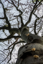 baum-pilze-buchenschleimrübling-2210041634