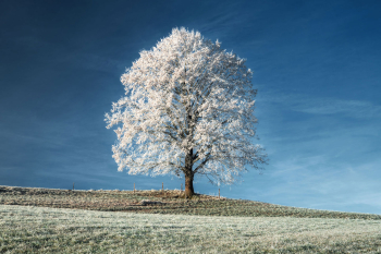 baum-raureif-winter-2111250831