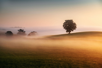 baum-solitaer-feld-landschaft-bayern-2008070518