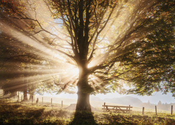 baum-sonne-strahlen-licht-herbst-2110150826