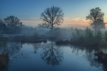 baum-spiegelung-reflektion-moor-1904180537