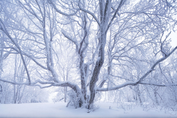 baum-winter-raureif-schnee-rhoen-1501110310