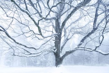 baum-winter-schnee-1601051601