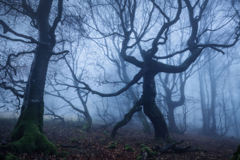 baumgeist-waldgeist-ent-buche-2010310756