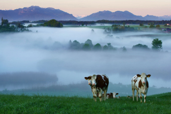bayerische-voralpen-landschaft-kuehe-1605210537