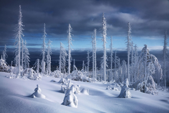 bayerischer-wald-borkenkaefer-winter-1501122103