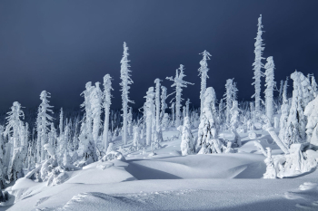 bayerischer-wald-borkenkaefer-winter-1901181520