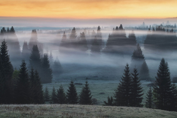 bayerischer-wald-fichten-landschaft-2005270331