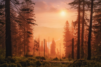 bayerischer-wald-fichten-wild-2107030427