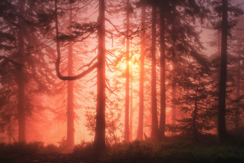 bayerischer-wald-fichtenwald-natur-2107030418