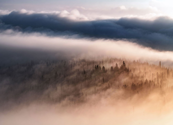 bayerischer-wald-nebel-baeume-1807070611