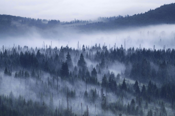 bayerischer-wald-nebel-lusen-1807070509
