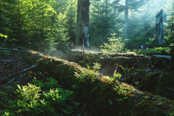 bayerischer-wald-neuer-wald-junge-fichten-2005270620