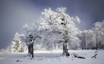 bayerischer-wald-schachten-winter-1401291620