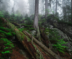 bayerischer-wald-urwald-2005240556