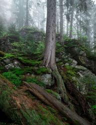 bayerischer-wald-urwald-2005240602