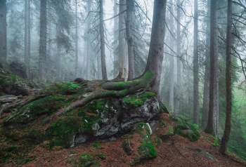 bayerischer-wald-urwald-2005240618