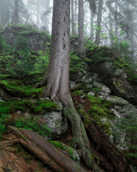 bayerischer-wald-urwald-crop-2005240602