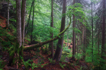 bayerischer-wald-urwald-fruehling-gruen-1907211321