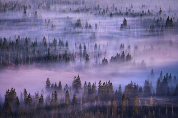 bayerischer-wald-waldmeer-nebel-2210070813
