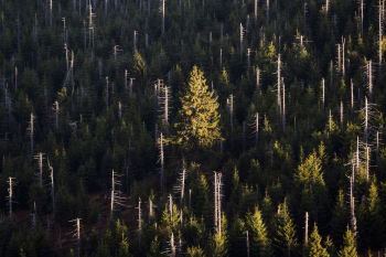 bayerischer-wald-waldsterben-borkenkaefer-2210070815
