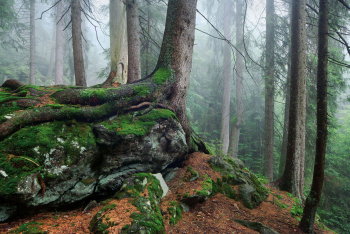 bayerischer-wald-wild-1608030929