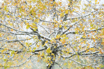 bergahorn-herbst-laub-2110130915