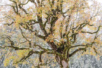 bergahorn-herbst-moos-2110131028