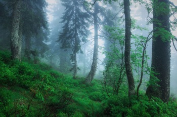 bergwald-fichten-bayern-2107030403