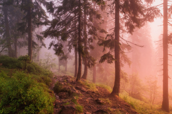 bergwald-fichtenwald-bayerischer-wald-2107030414