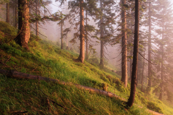 bergwald-fichtenwald-bayerischer-wald-2107030424