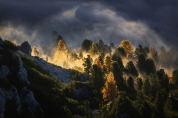 bergwald-wald-alpen-dolomiten-2210160810