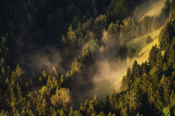 bergwald-wald-oberbayern-2109250633