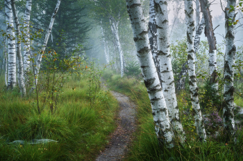 birken-nebel-wald-weg-pfad-2208300524