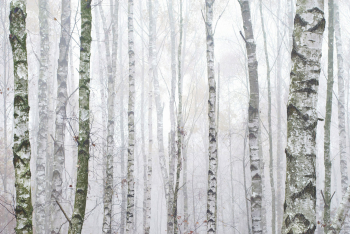 birken-wald-birkenwald-staemme-1511041514