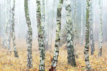 birkenwald-herbst-bunt-1511041536