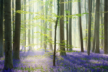 blauer-wald-hasengloeckchen-1604180820