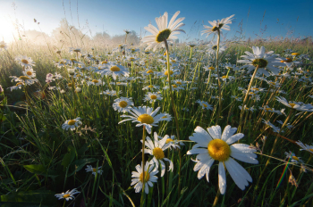 blumenwiese-margeriten-bayern-2006130449