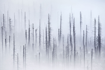 borkenkaefer-baeume-klimawandel-waldsterben-1311180730