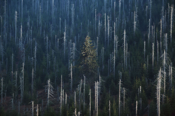 borkenkaefer-klimawandel-kunst-druck-1810080810