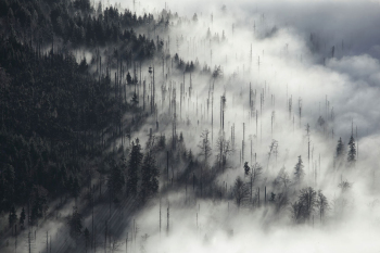 borkenkaefer-wald-nebel-baeume-1311180928