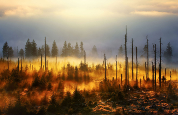 borkenkaefer-waldsterben-klimawandel-1512291659