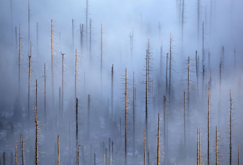 borkenkaefer-waldsterben-klimawandel-baeume-1311180828