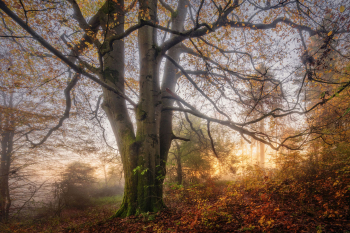 buche-baum-hutewald-rhoen-2210270816