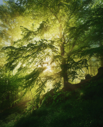buche-licht-fruehling-sonne-1705140706