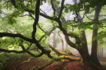 buche-wald-fruehling-gruen-2106060613