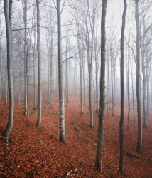 buchenwald-herbst-bayern-1311181056